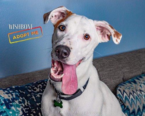 Adoptable dog Wishbone!