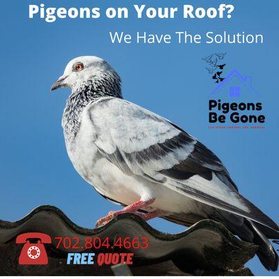 Pigeons Be Gone