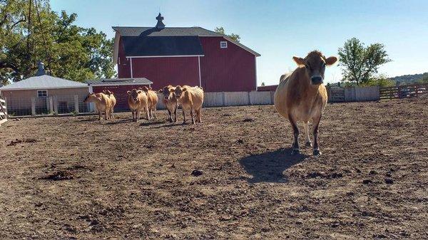 Our herd of Jersey cows