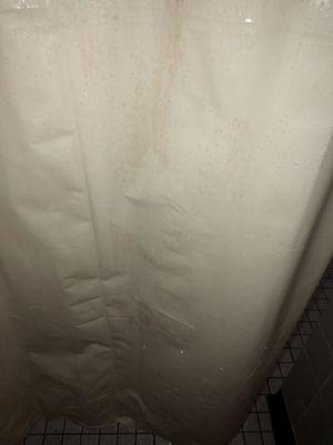 Mildew on the shower curtains.