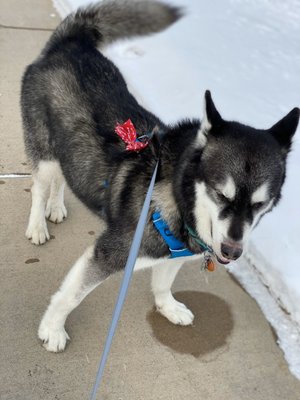 Grooming after - Malamute I'm so pretty oh so pretty. Ehem !! I meant Handsome.