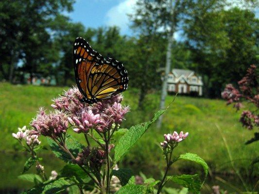 Monarch Butterfiles, honeybees and other pollinators enjoy Frog Meadow's gardens and orchard!