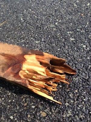 Here is what carpenter ant damage looks like. The carpenter ants & this wood were found during a remodel project...