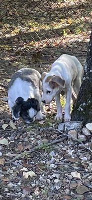 Domino and Phoebe.