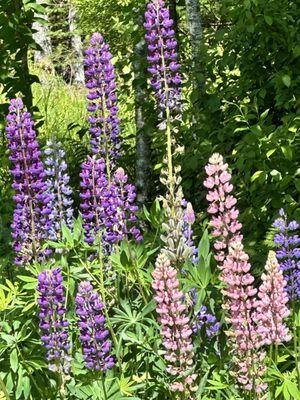 Lupins