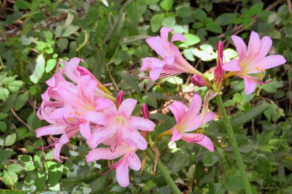 Wildflowers at Goldsmith Schiffman Wildlife Sanctuary