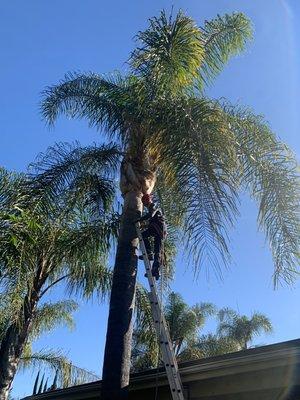 Palm Tree Clean Up