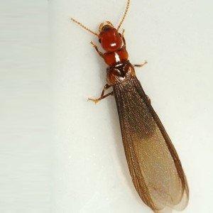 Drywood Termite Swarmer