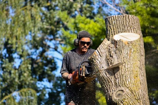 tree service in Mishawaka, IN