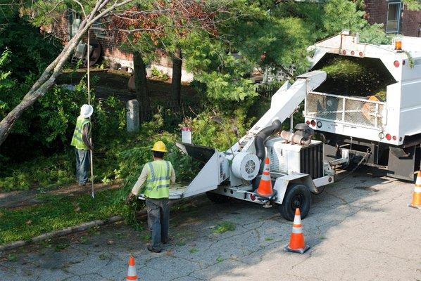 Pro Tree Service of Savannah