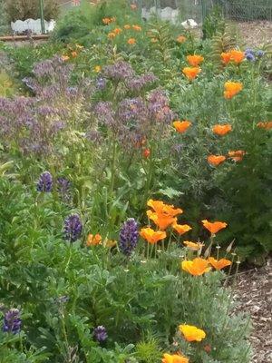 Borage, Lupine, Poppies, Nasturtiums....