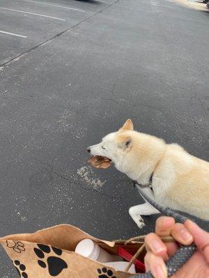 Willy enjoying a pig ear to go