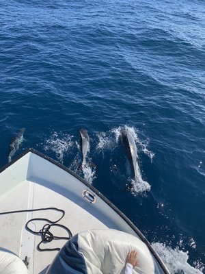 Dolphins