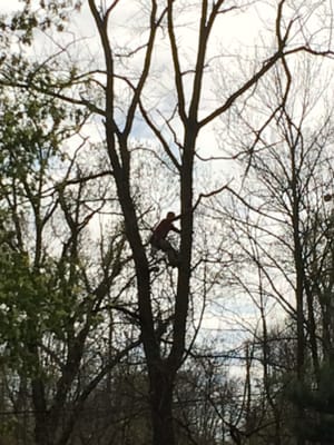 Worker climbed up in 75 ft tree to remove branches