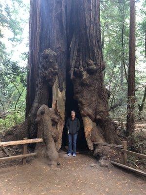 Muir Woods