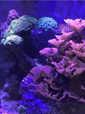 Full Blown Reef Aquarium