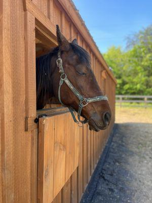 Equine Connection Center is an educational equine sanctuary. Our farm is respite for previously abused & neglected horses, donkeys, & mules.