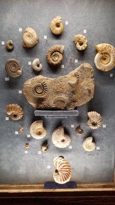 Fossils