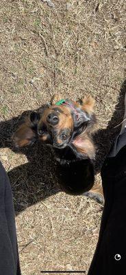 Mini Dachshund