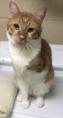 Lucky is our kennel technician. He personally tests every kennel in the clinic for cleanliness.