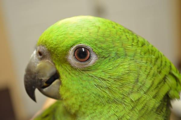 Handfed Baby Yellow NAped Amazons, One of the finest talking species.