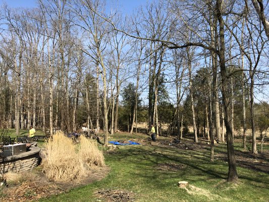 Cleaning up after taking down several dead Ash Trees