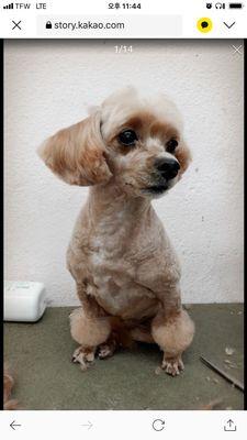 Groomed by Groomer Wonjoo La.