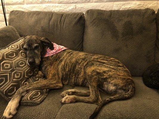 Freshly groomed Great Dane