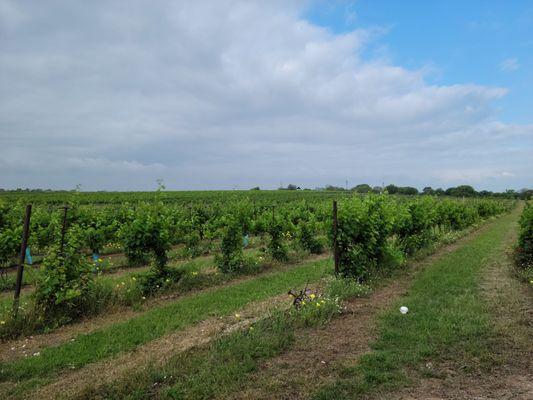 The vineyards