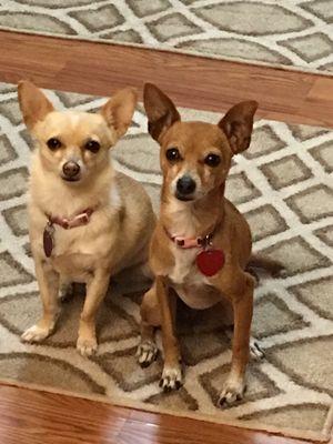 Our rescued Chihuahuas