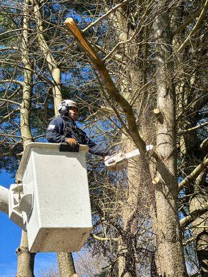 Robert Burk Tree & Landscaping