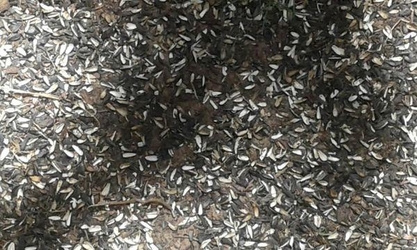 Bird seeds in front of my balcony