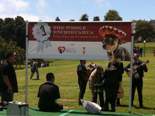 Mariachi band next to the doggie runway