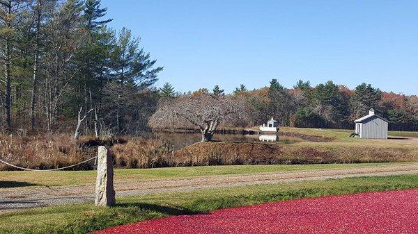 Plympton - Rocky River Bogs