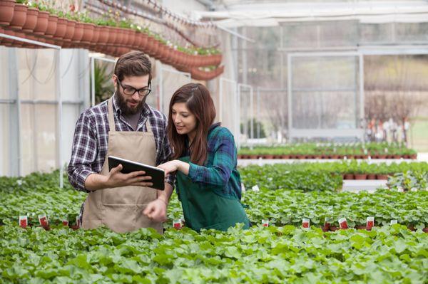 Small Business Owners Using Data Dashboards Created In The Coanics Application. Helping them Standardize their Plant Nursery Functions