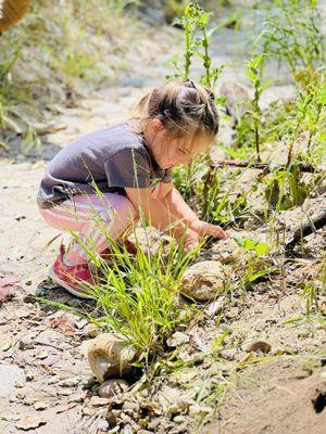 Evergreen Nature School