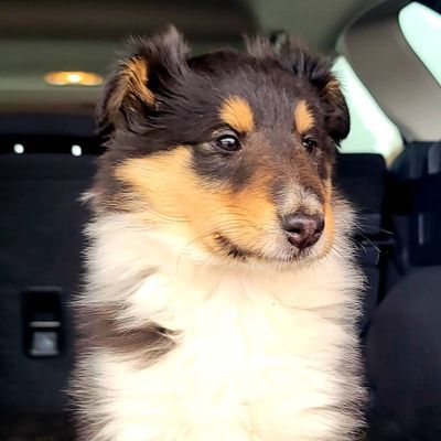 Rosie the collie headed to her home!