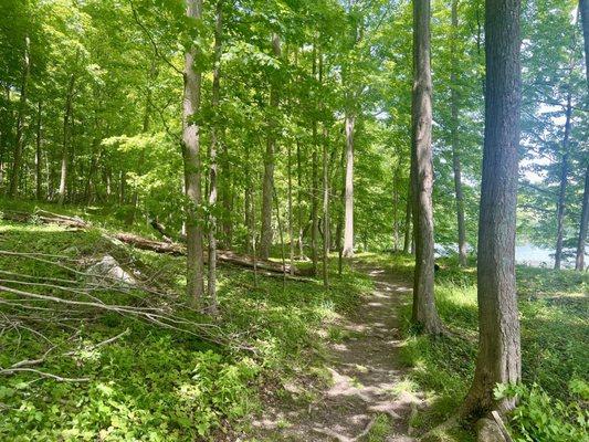 Trail in the woods