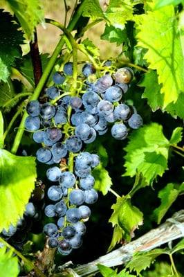 Grapes off of our grapevines