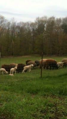 Pasturing the sheep