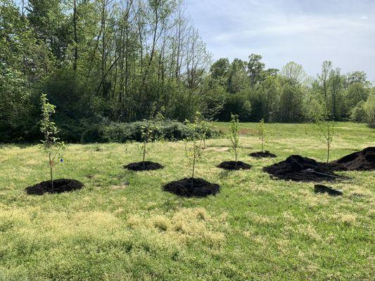 Apple and Peach Trees planted.