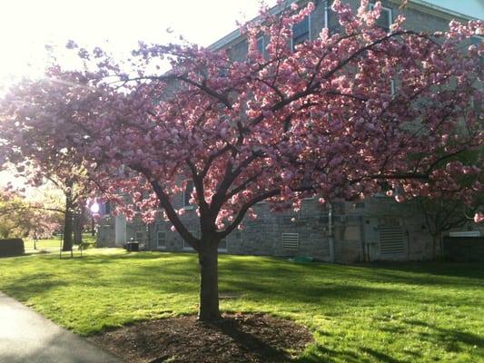 Spring on campus