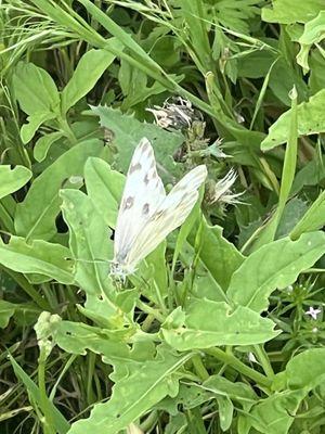 Checkered white butterfly