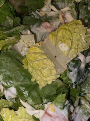 Garden salad with a bug on lettuce