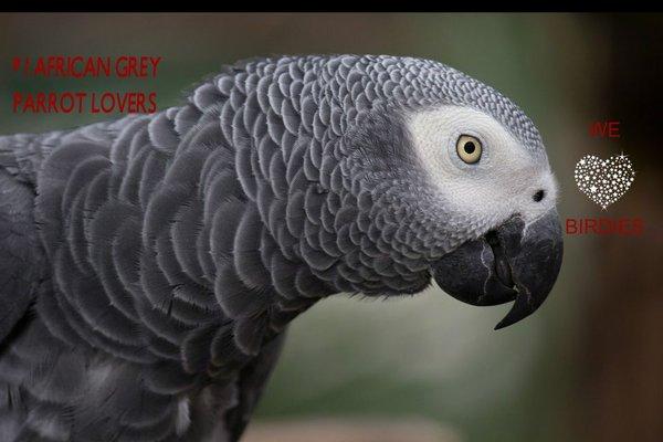 African Grey Parrot Rehome buy and sell