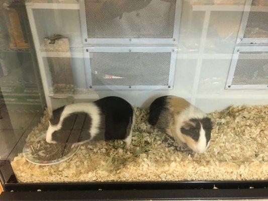 Guinea Pigs