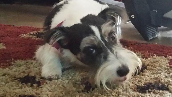 This is Teddy, a rough coat th Jack Russell. Mary at the poodle shoppe gave him the most adorable haircut. She's amazing!