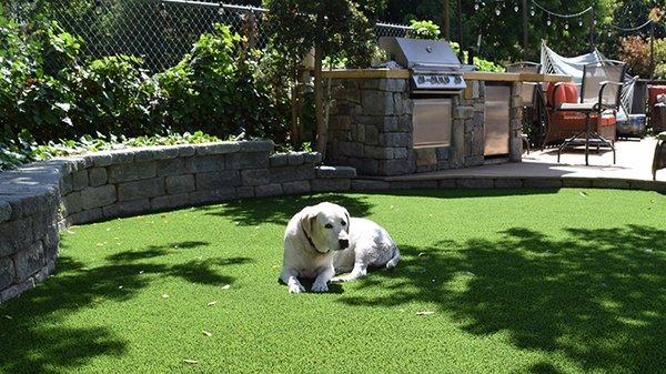 Pet Turf for Dogs