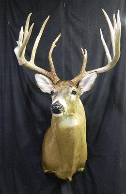 Whitetail Deer