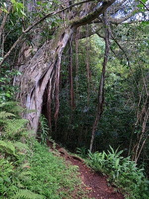 Beautiful back hiking trails exclusive to Hawaiian Hiking Company with limited accessibility adds to the unique experience.